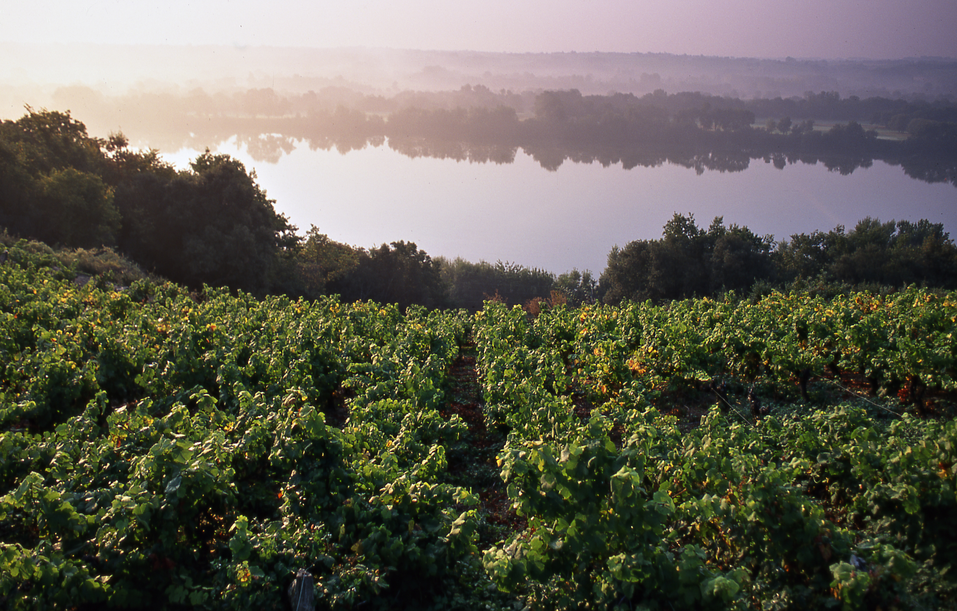 loire et vigne